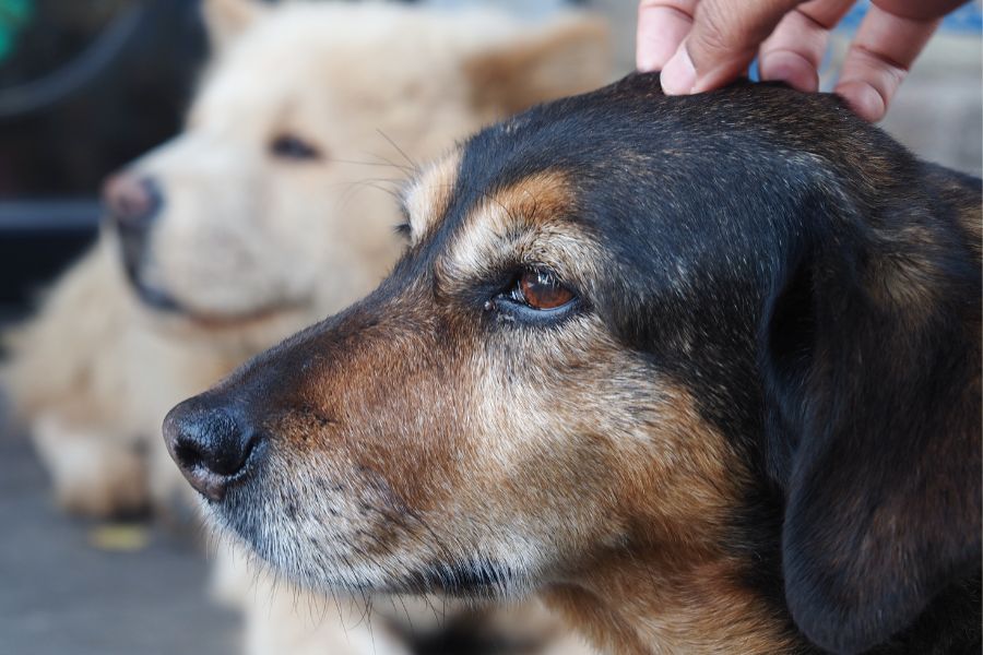 Weight Management for Senior Pets