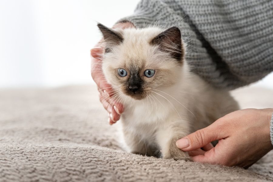 How and When Cats Mature