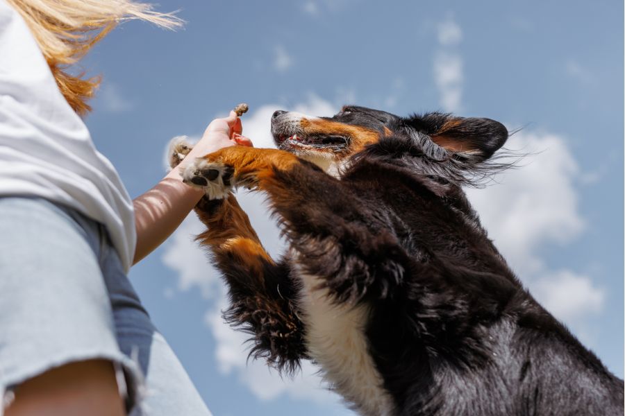 Dog behaviour