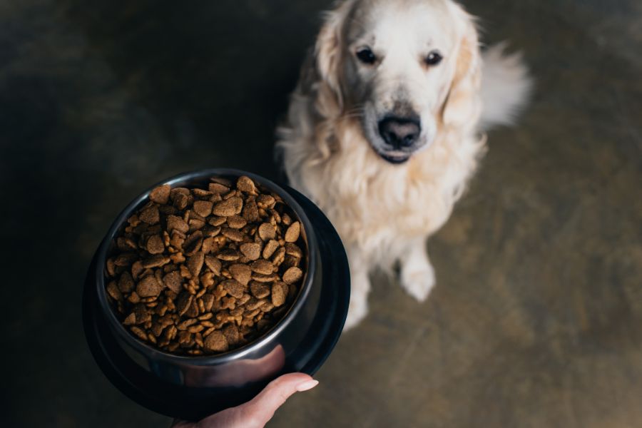 Dog Food for Puppies