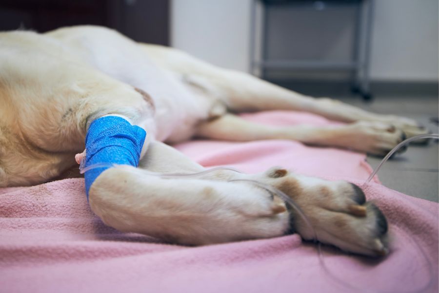 Cruciate Ligament Rupture