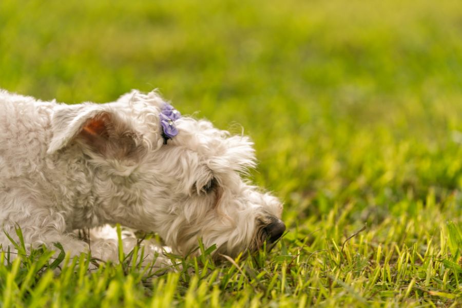 Behavior Changes in Pets