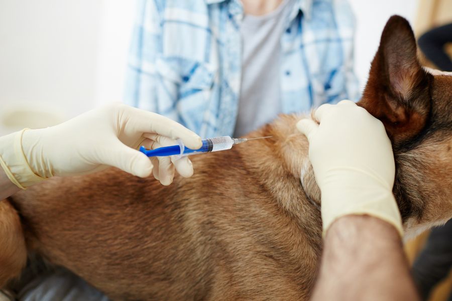 Core Vaccines for Dogs