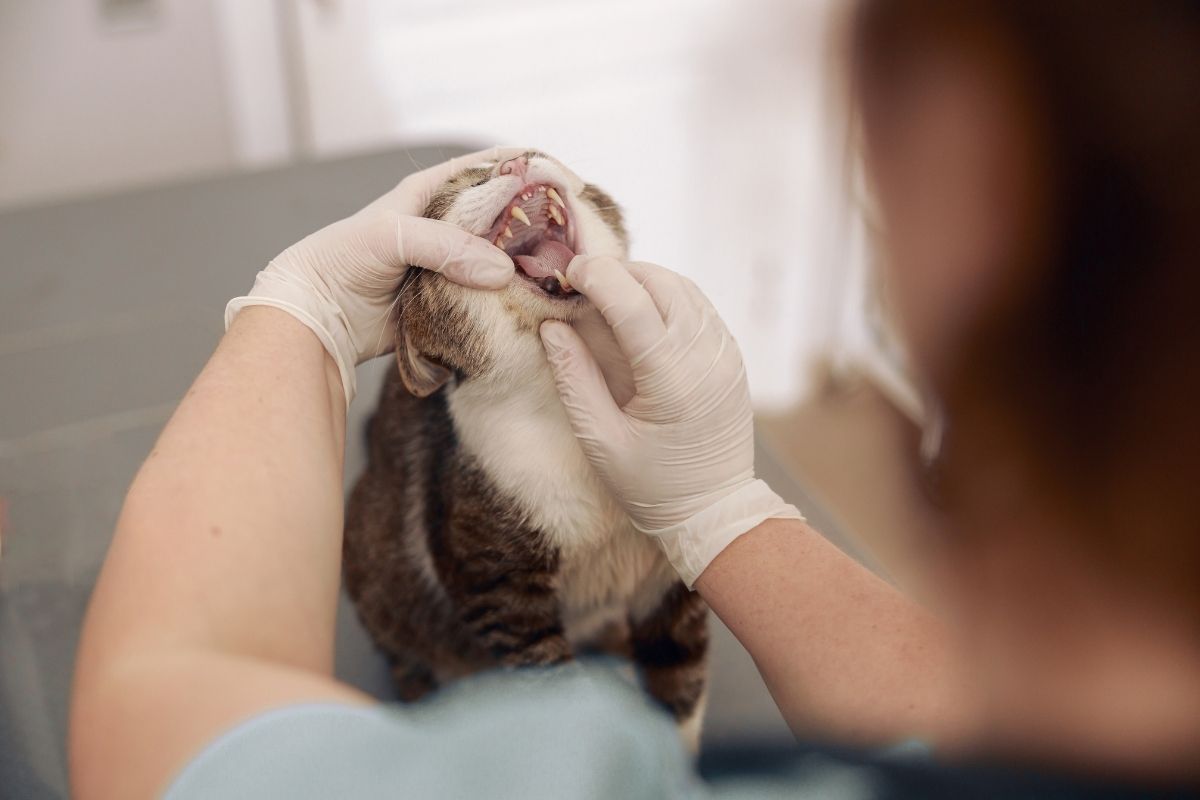 Why Regular Dental Cleaning Is Crucial for Your Cat’s Health