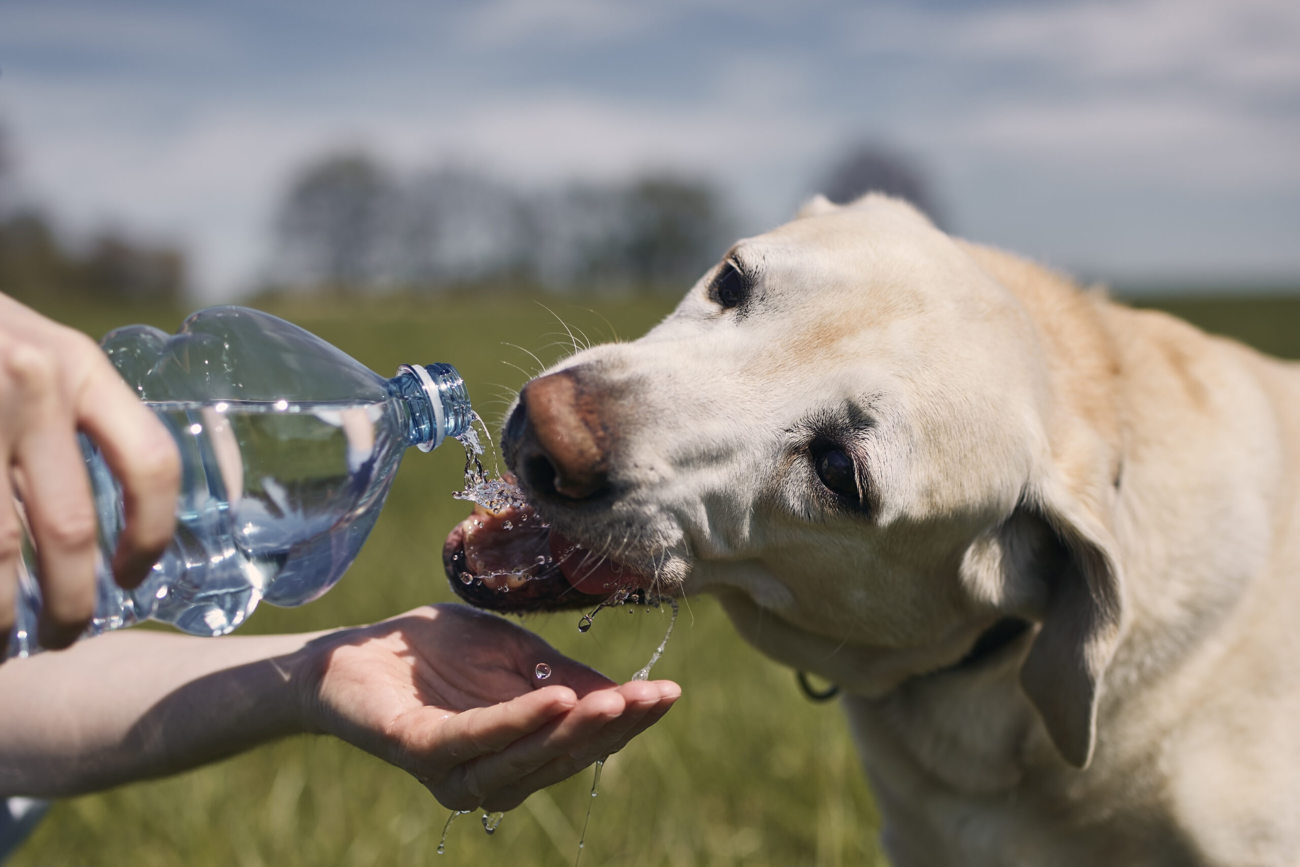 Senior Pet Hydration