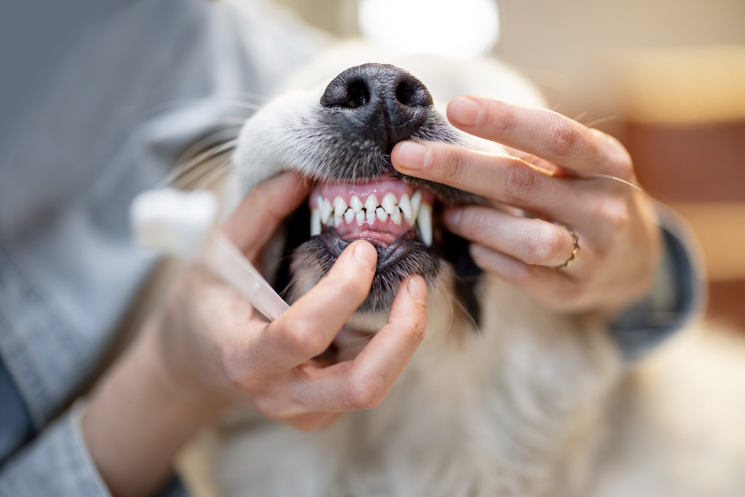 dog-bad-breath-dental-care-tips