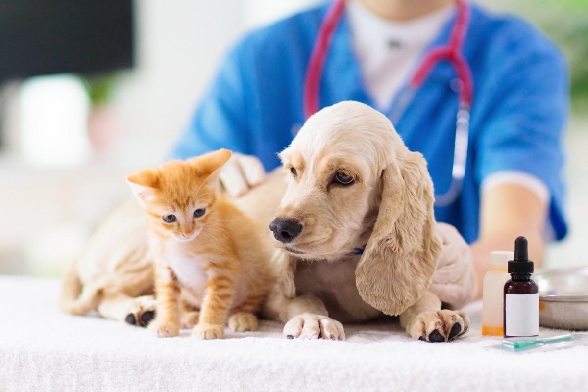 How Veterinarians Ensure Safe Pain Management for Dogs and Cats