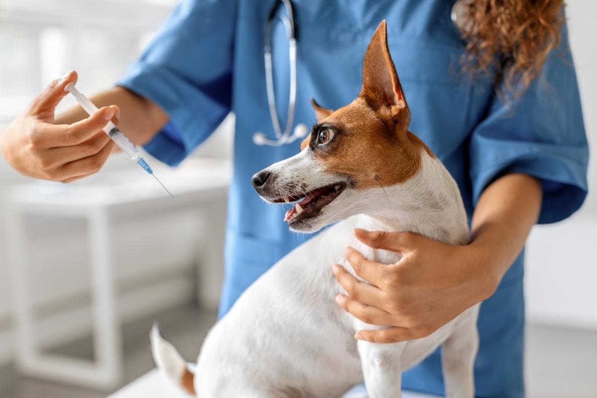 Why Vaccination Awareness is Important on National Pet Day
