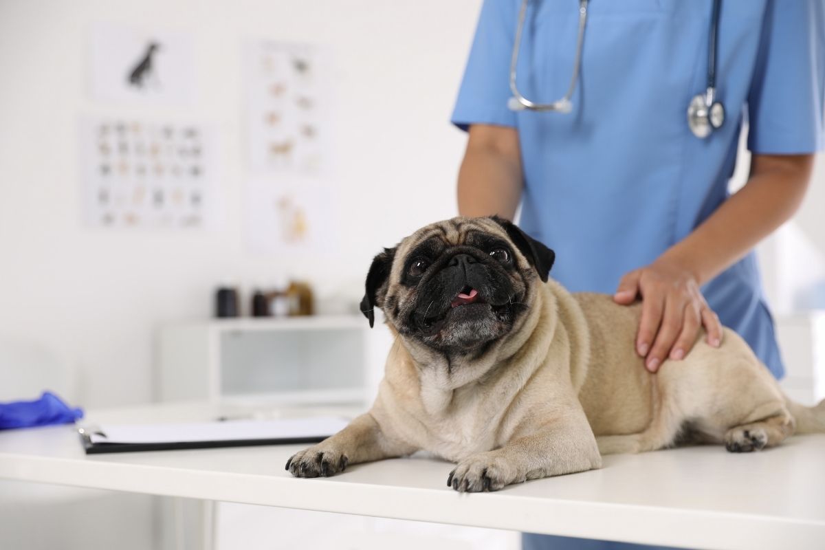 Dog UTI Prevention Tips Every Pet Owner Should Know