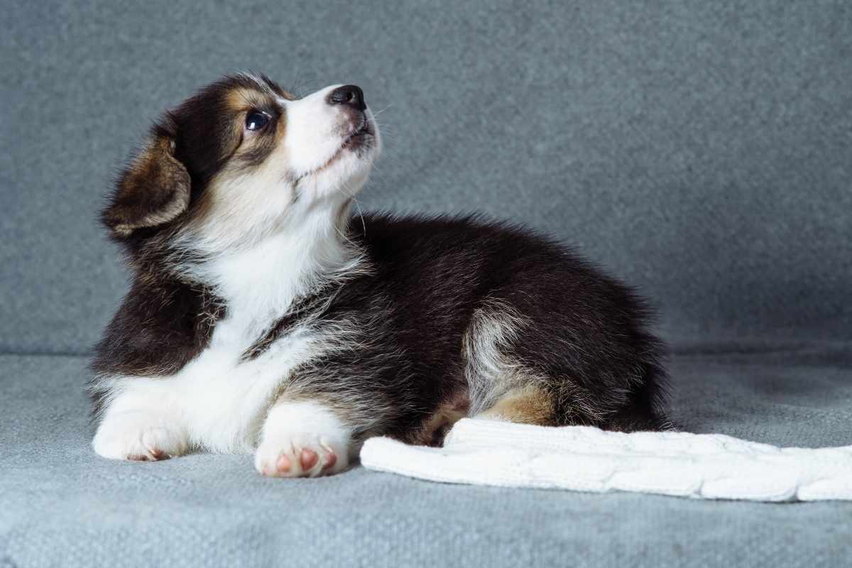 Spring Allergies in Pets