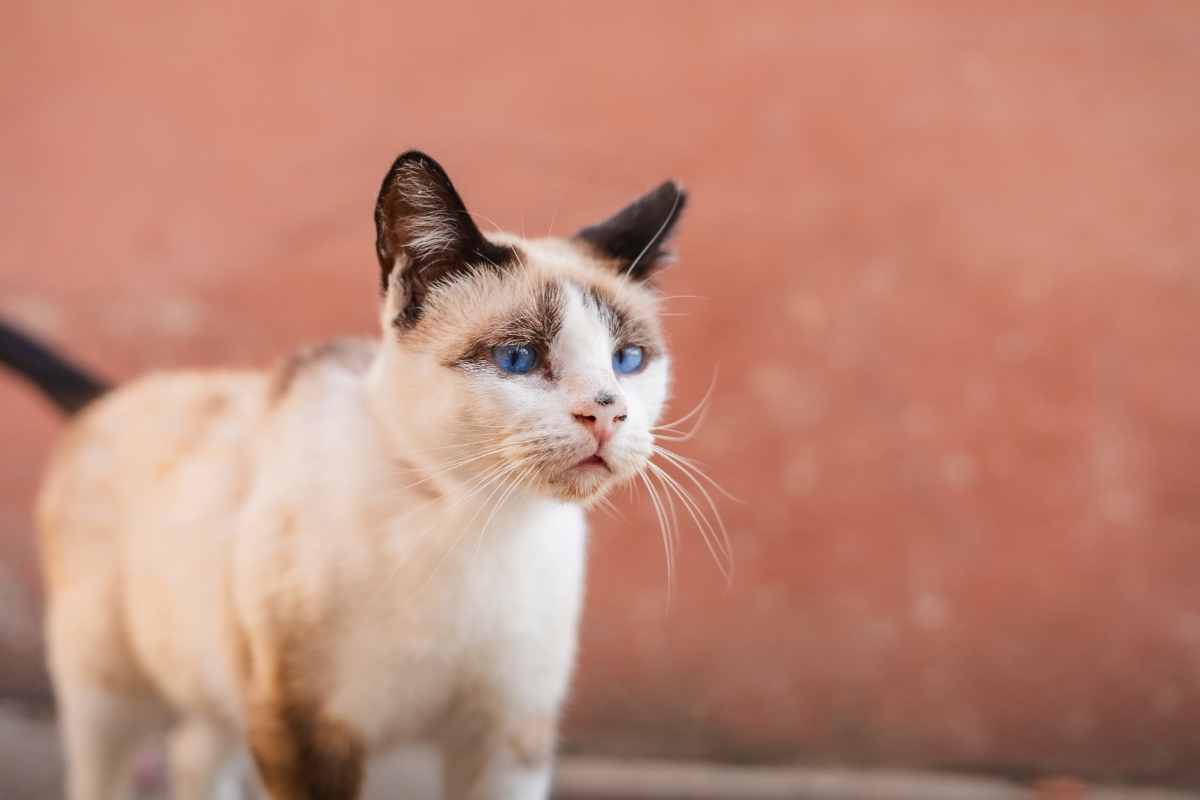 The Benefits of Having a Full-Service Veterinarian Near You