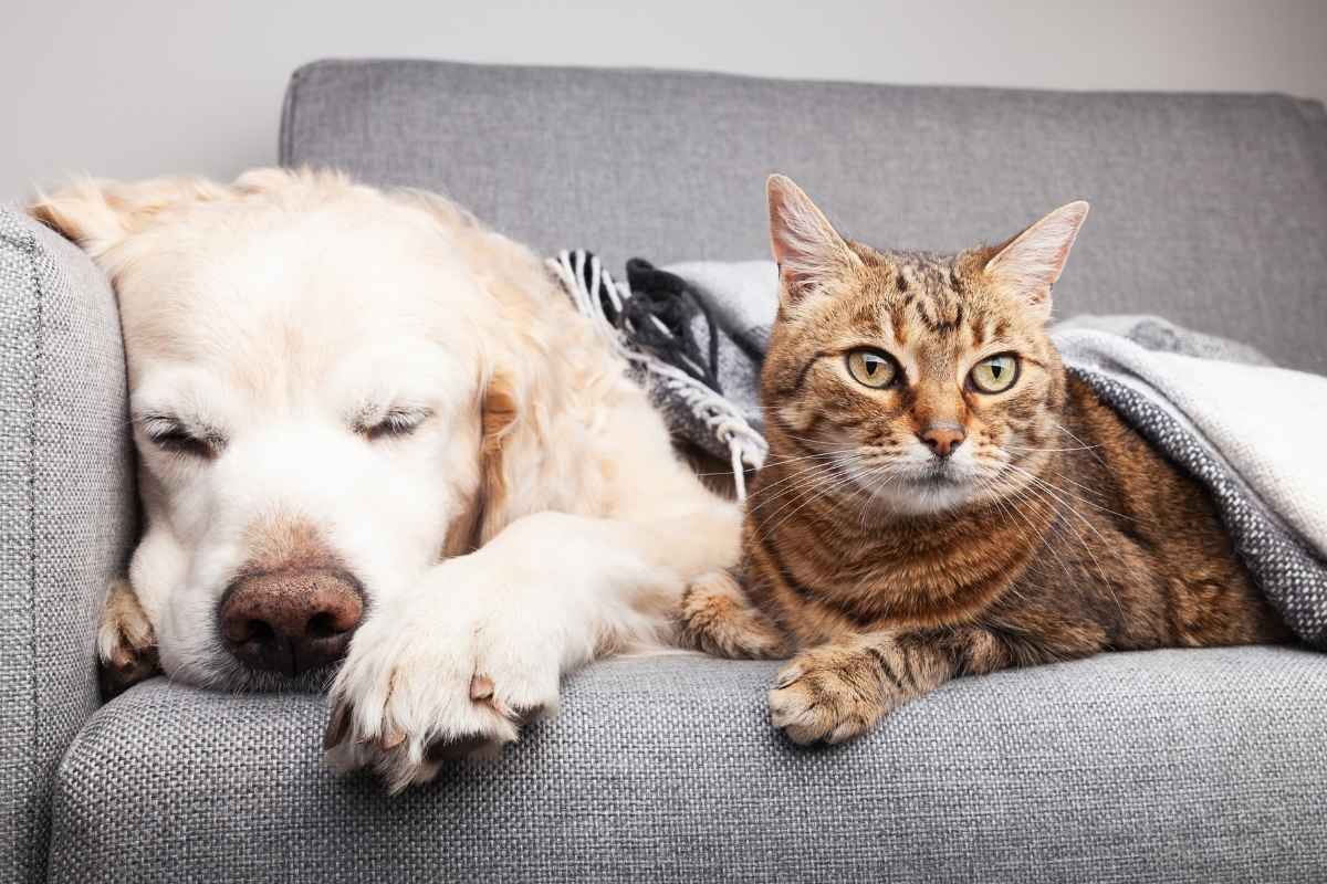 Breathing Changes in Older Pets: When Urgent Veterinary Care Is Needed
