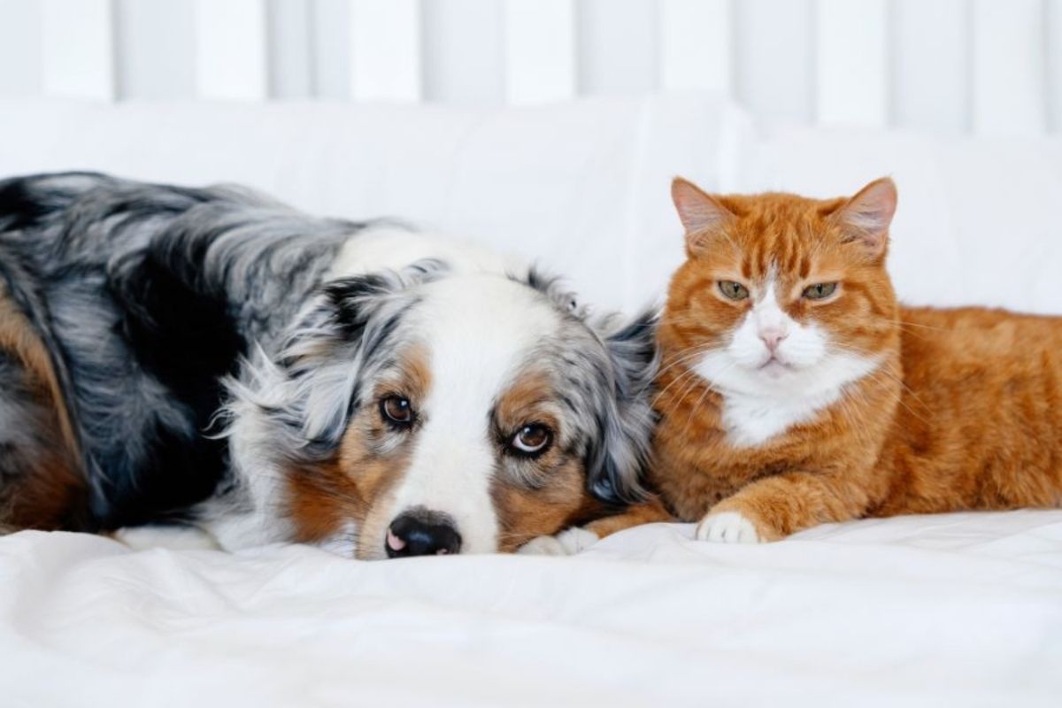 How to Spot and Prevent Tick-Borne Diseases in Dogs and Cats