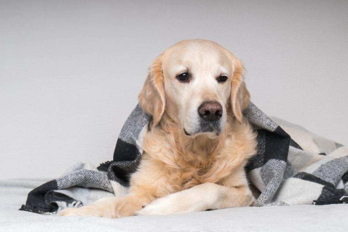 The Healthiest Food for a Senior Dog: Essential Nutrition Tips