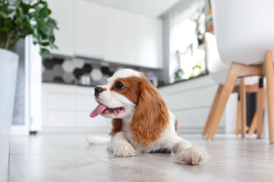 Hydrogen Peroxide for Dogs: Safe Dosage Guidelines by Weight