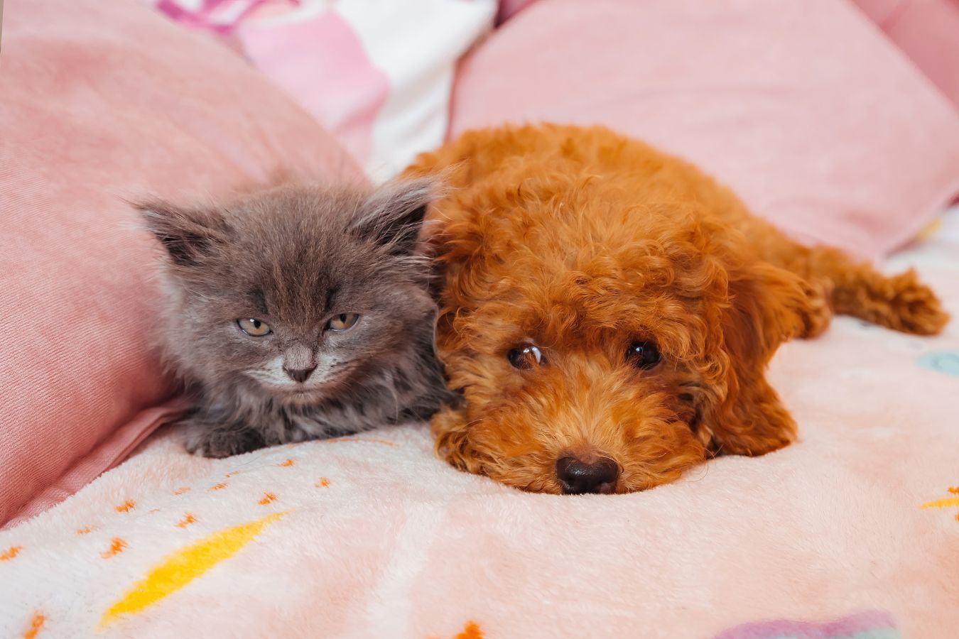My Pet Was Stung by a Bee: When Should I Visit an Urgent Vet?