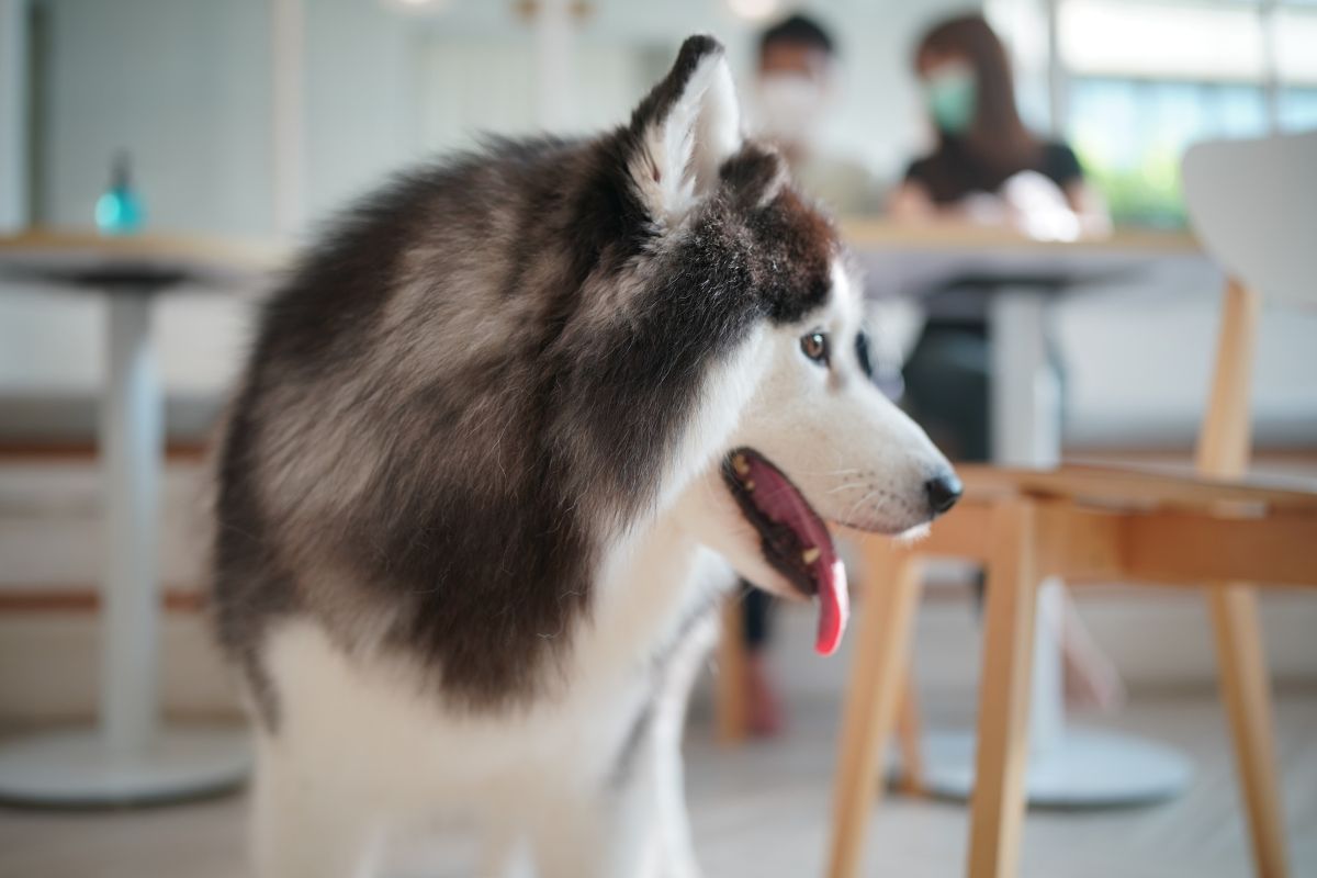 Why Does My Dog Nibble My Hands? Common Causes and Solutions