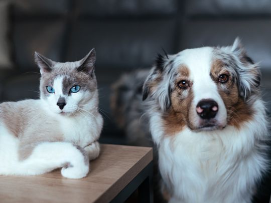 Temperature Changes & Pet Health