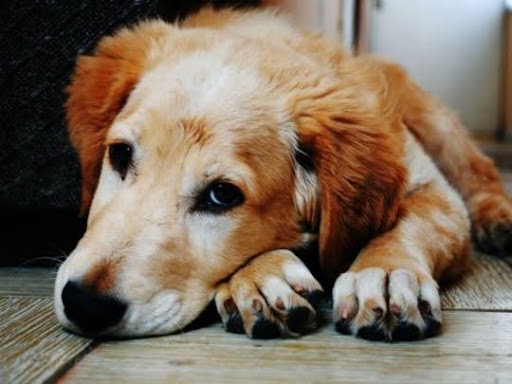 Senior Dog Weight Management: Why It Matters